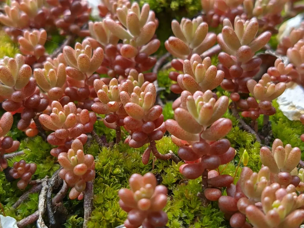 Sedum Rubrotinctum