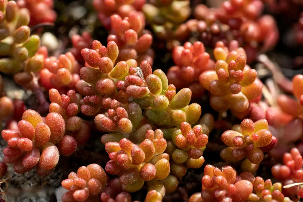 Sedum Rubrotinctum