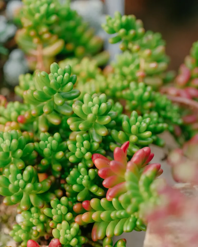 Sedum Rubrotinctum