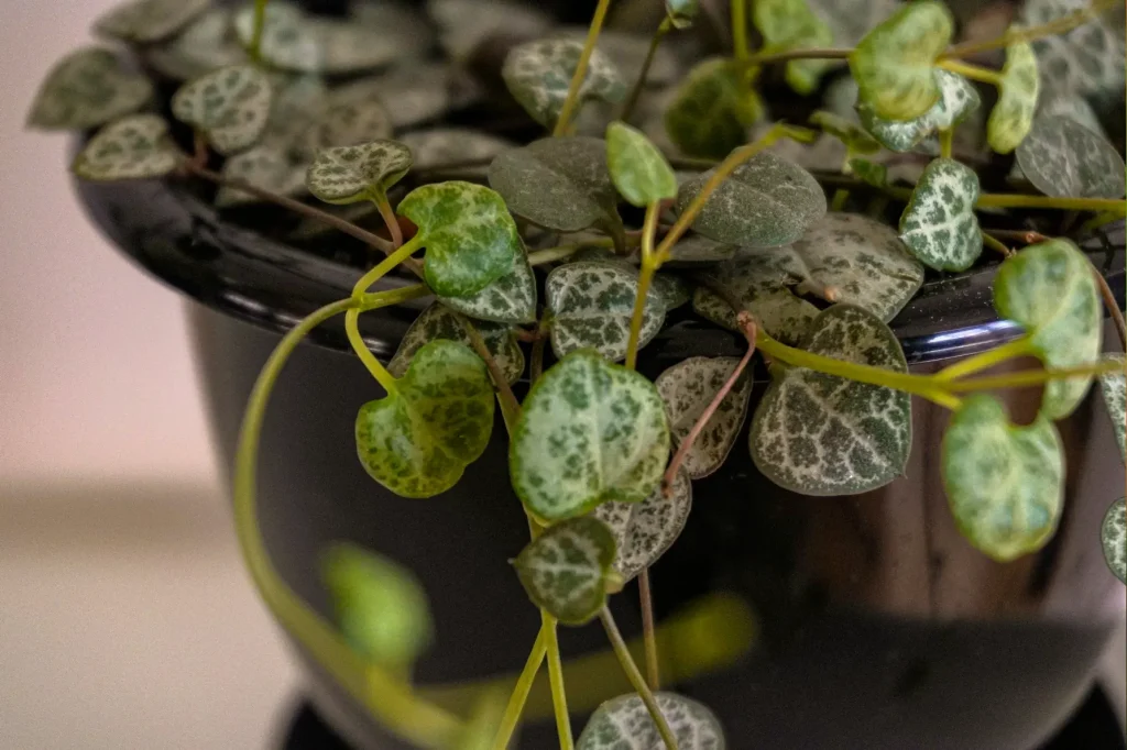 Ceropegia Woodii