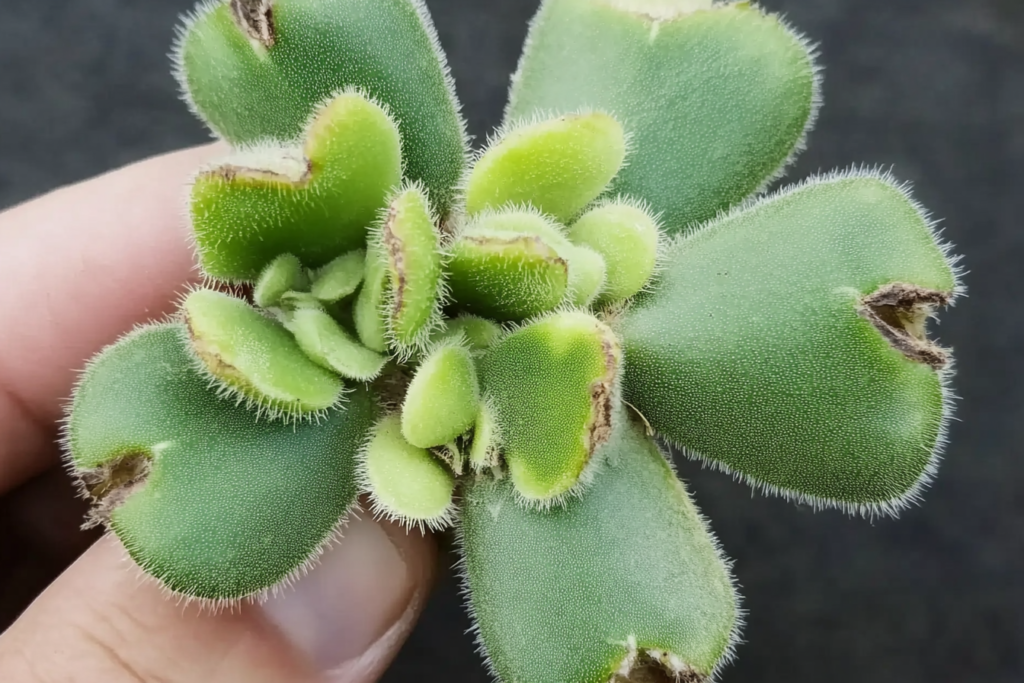 Cotyledon Tomentosa