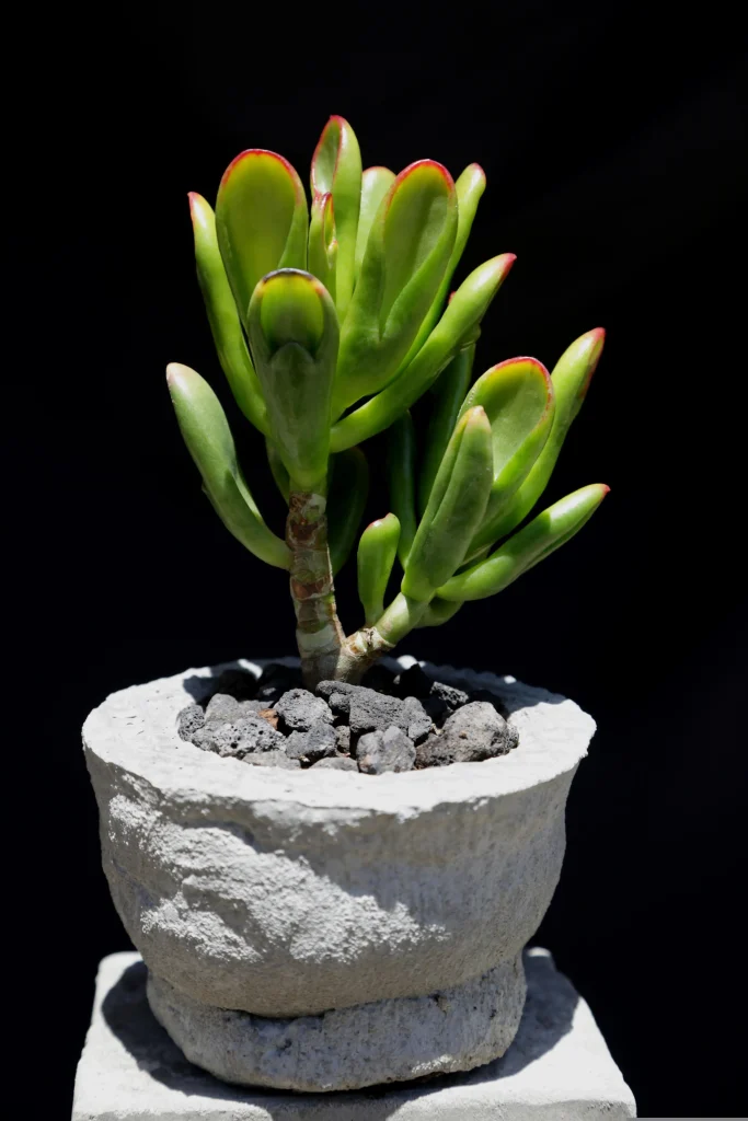 Crassula Hobbit