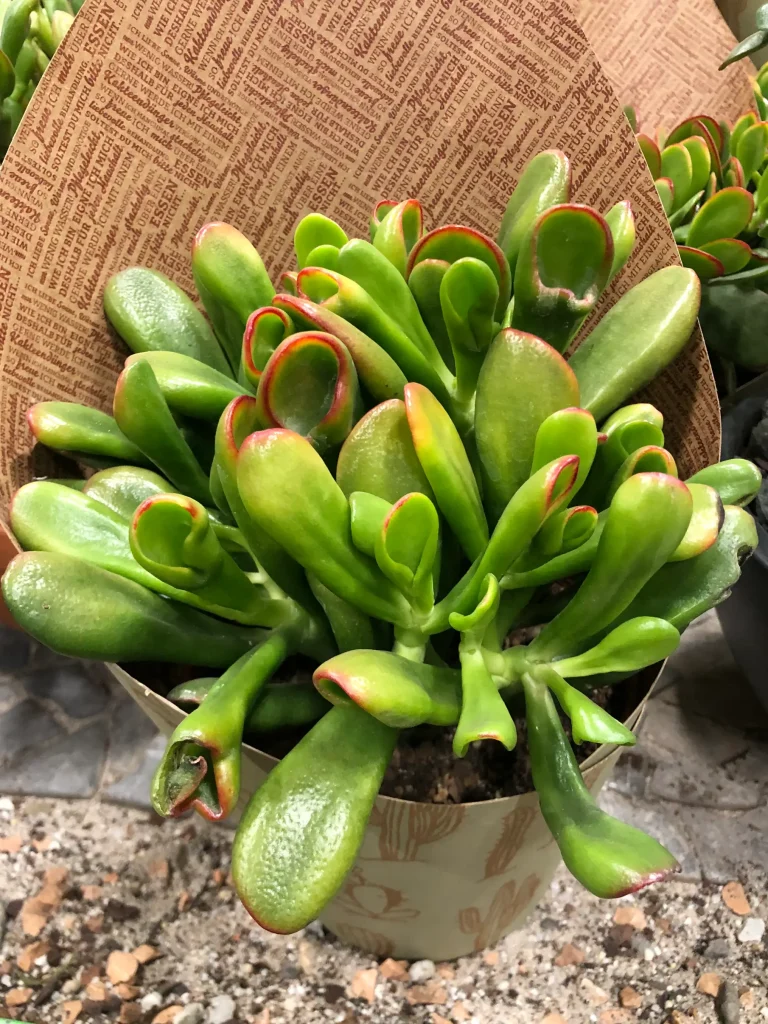 Crassula hobbit sunsest