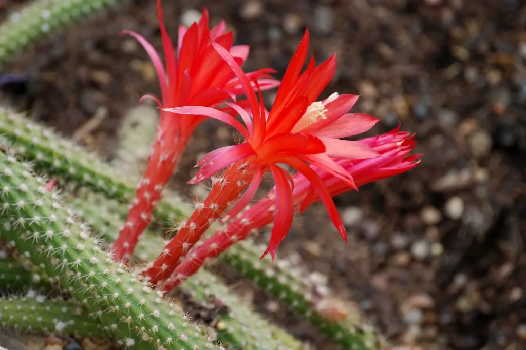 Disocactus Flagelliformis