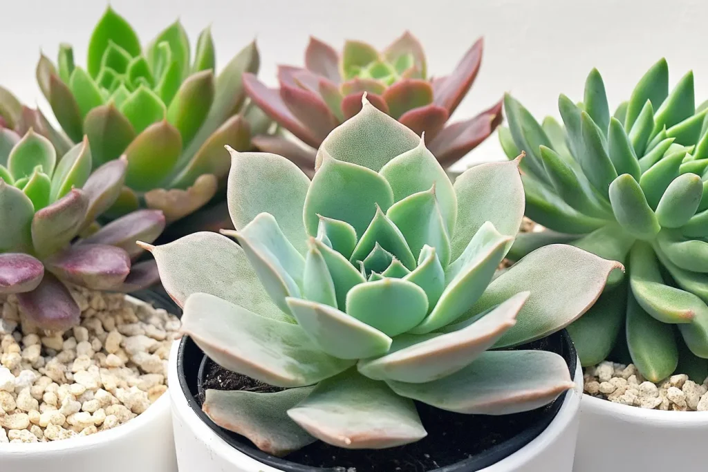 Echeveria