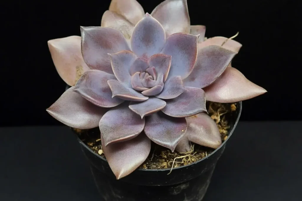 Graptopetalum