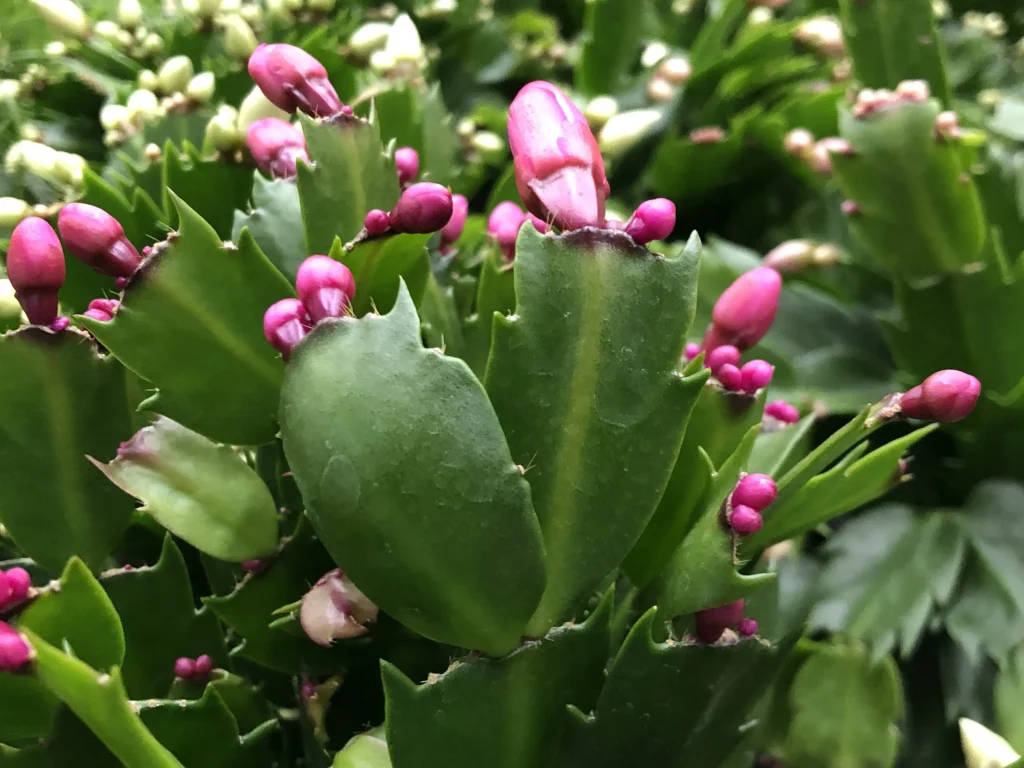 Schlumbergera Blüten