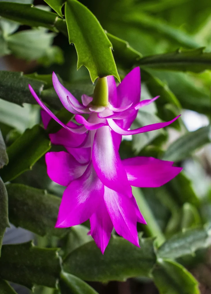 Schlumbergera Blüte