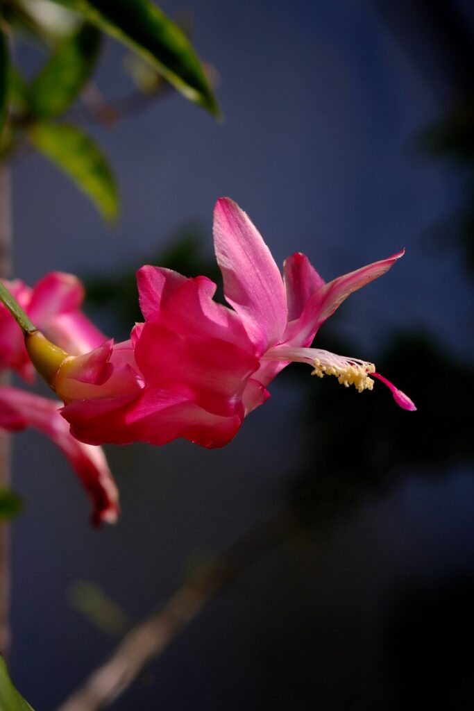 Schlumbergera Truncata