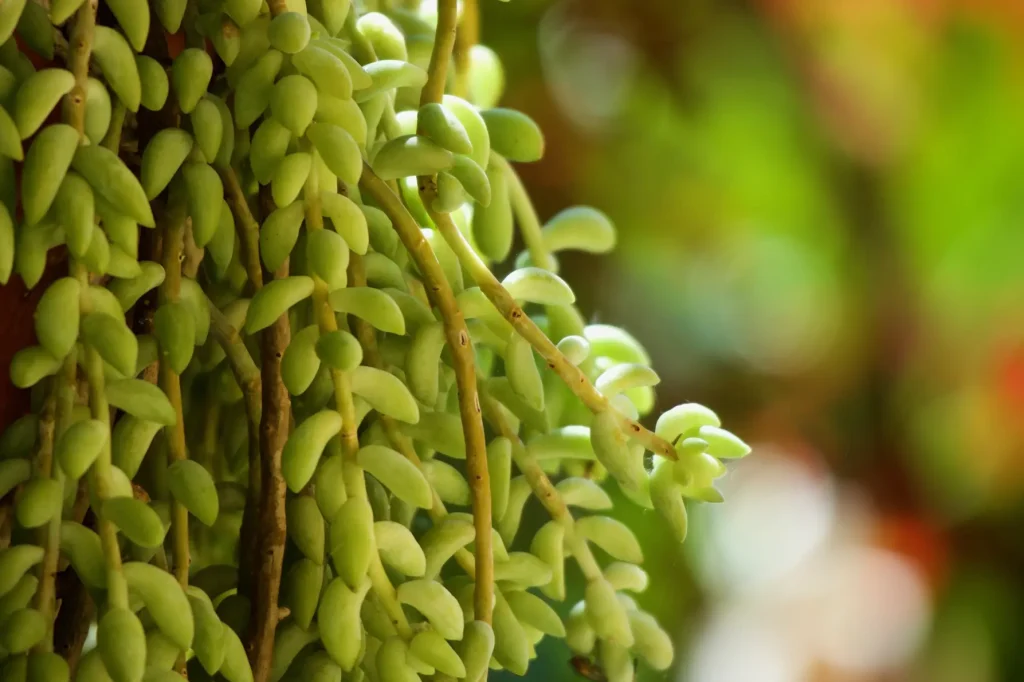 Sedum Morganianum