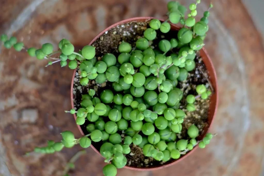 Senecio Rowleyanus