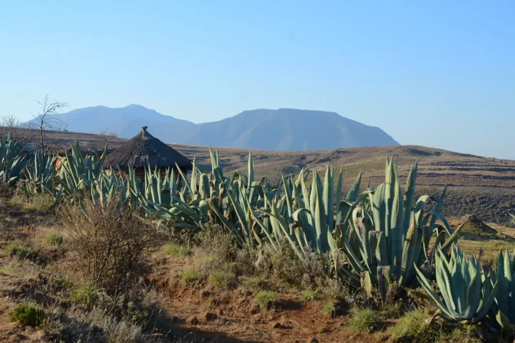 Afrika Aloe Vera