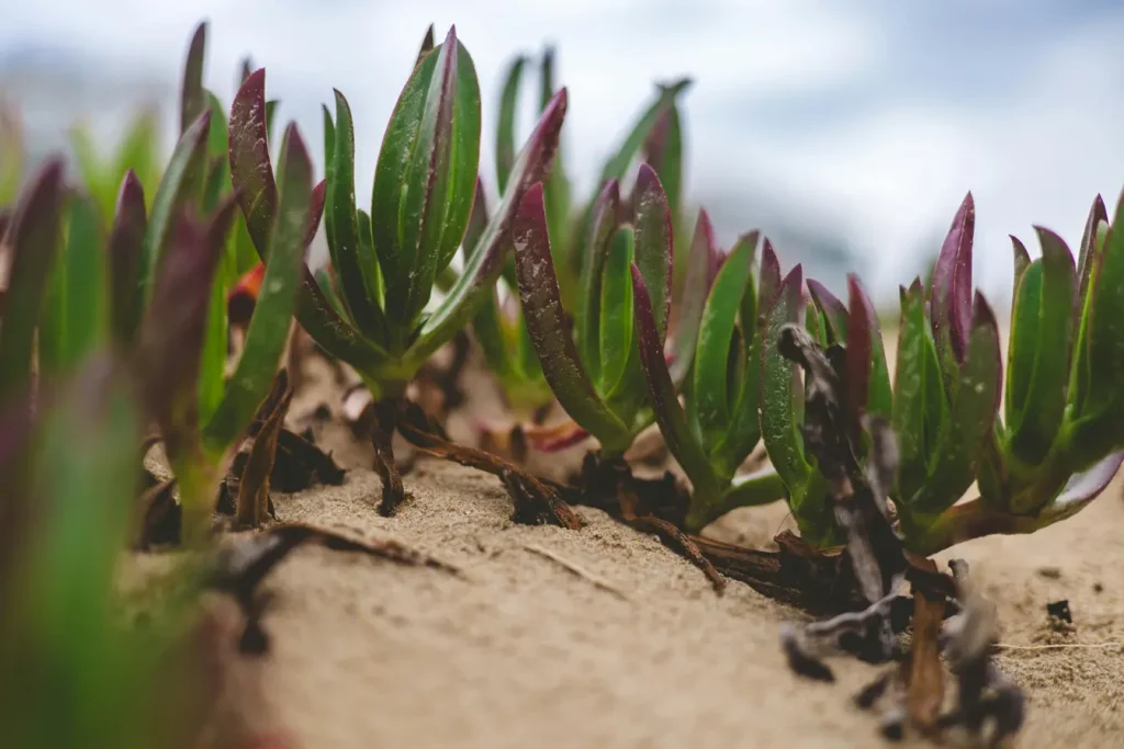 Carpobrotus