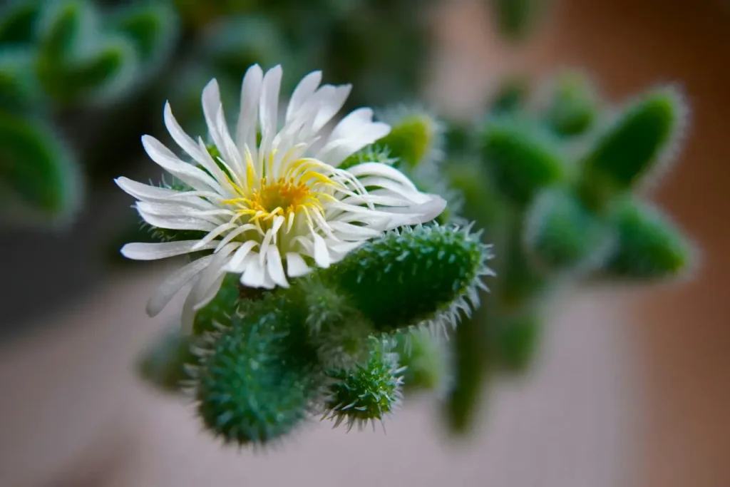 Delosperma Blüte