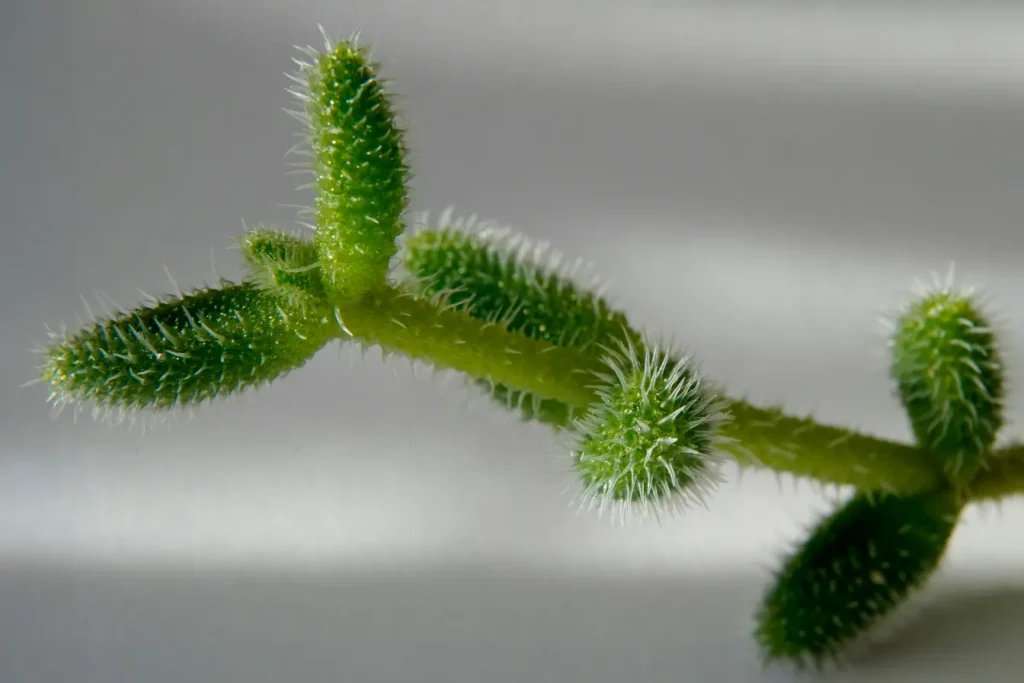 Delosperma Portrait